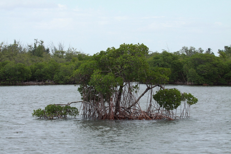 mangrove